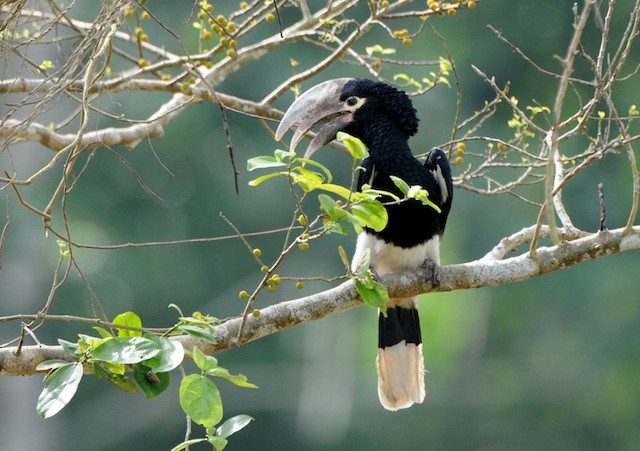 Photos - White-thighed Hornbill - Bycanistes albotibialis - Birds of ...