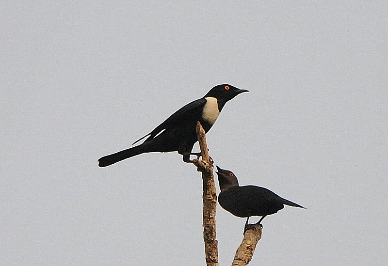 White-collared Starling - ML204333191
