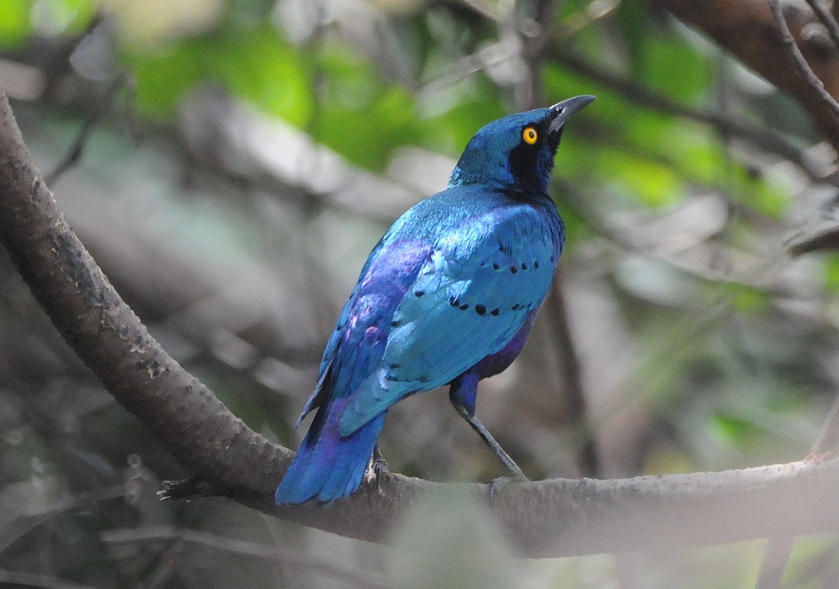 Bronze-tailed Starling - ML204333231