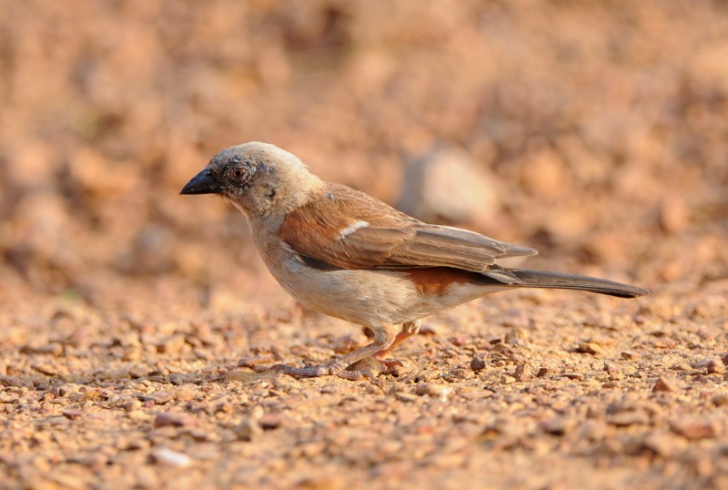 Northern Gray-headed Sparrow - ML204333331