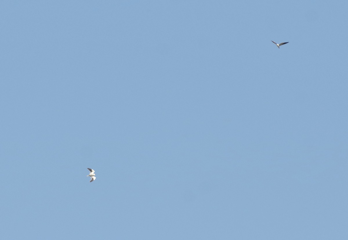 Black-winged Kite - ML20433341