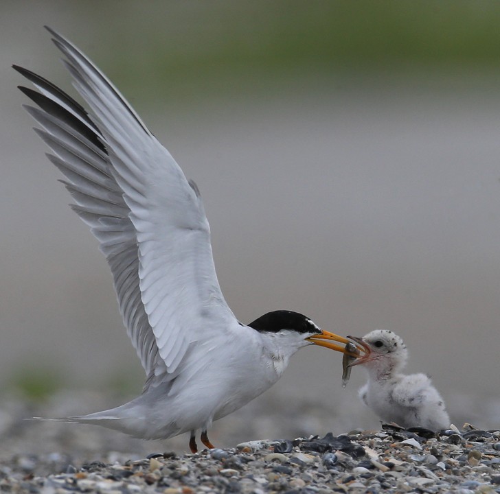 Least Tern - Hal and Kirsten Snyder