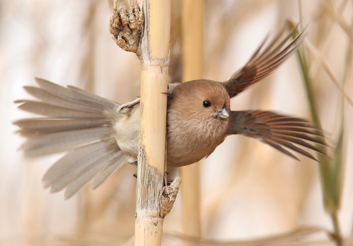 Vinous-throated Parrotbill - Hal and Kirsten Snyder