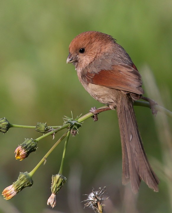 Vinous-throated Parrotbill - Hal and Kirsten Snyder