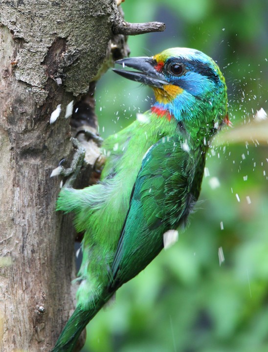 Taiwan Barbet - Hal and Kirsten Snyder