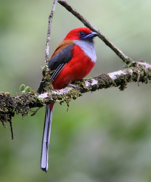 Photos - Whitehead's Trogon - Harpactes whiteheadi - Birds of the World