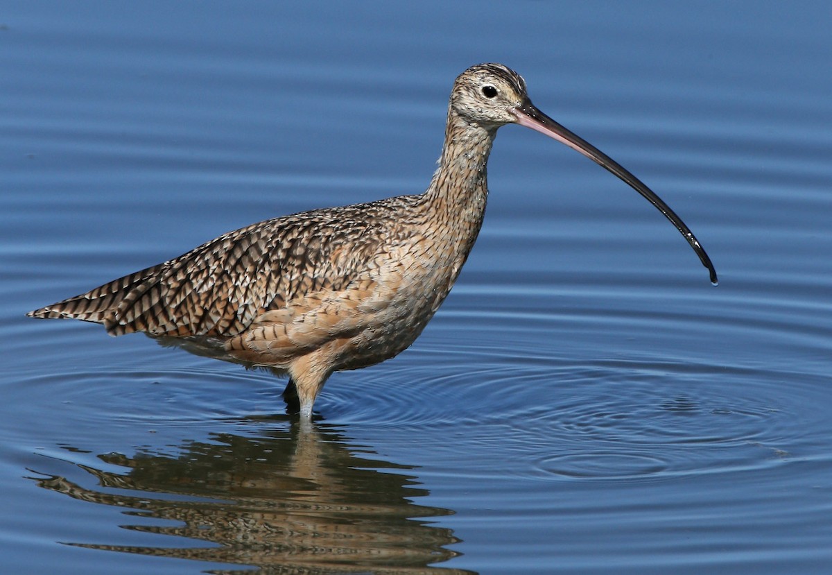 Long-billed Curlew - ML204333901