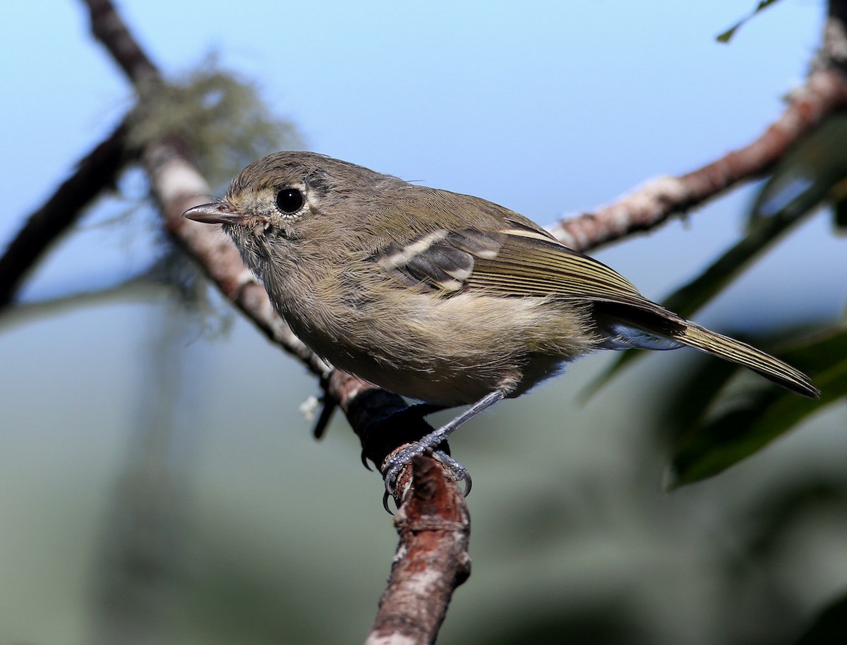 Western Flycatcher (Pacific-slope) - Hal and Kirsten Snyder