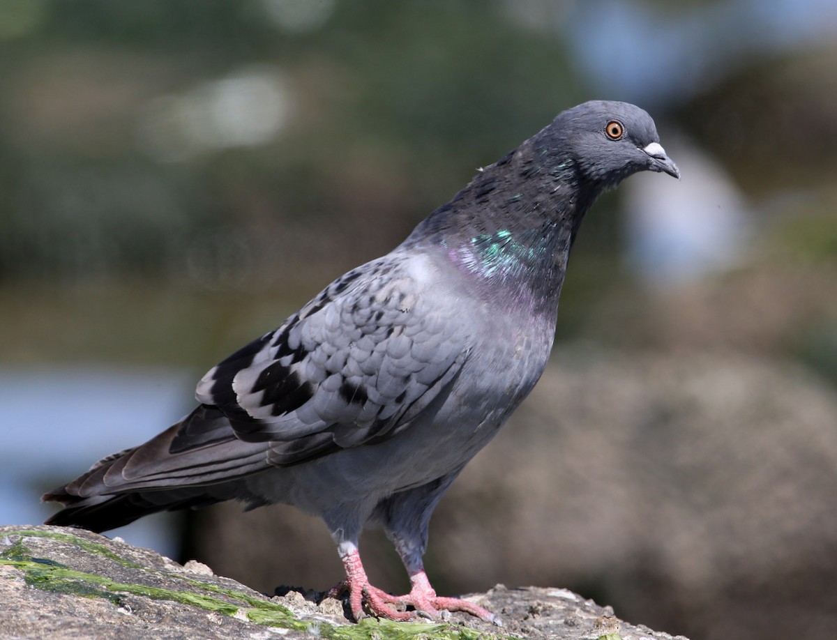 Rock Pigeon (Feral Pigeon) - Hal and Kirsten Snyder