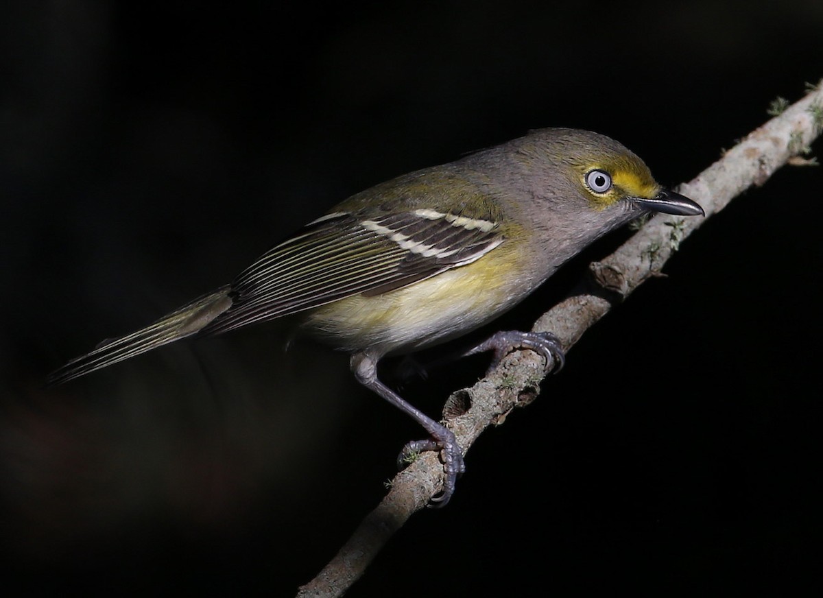 White-eyed Vireo - Hal and Kirsten Snyder