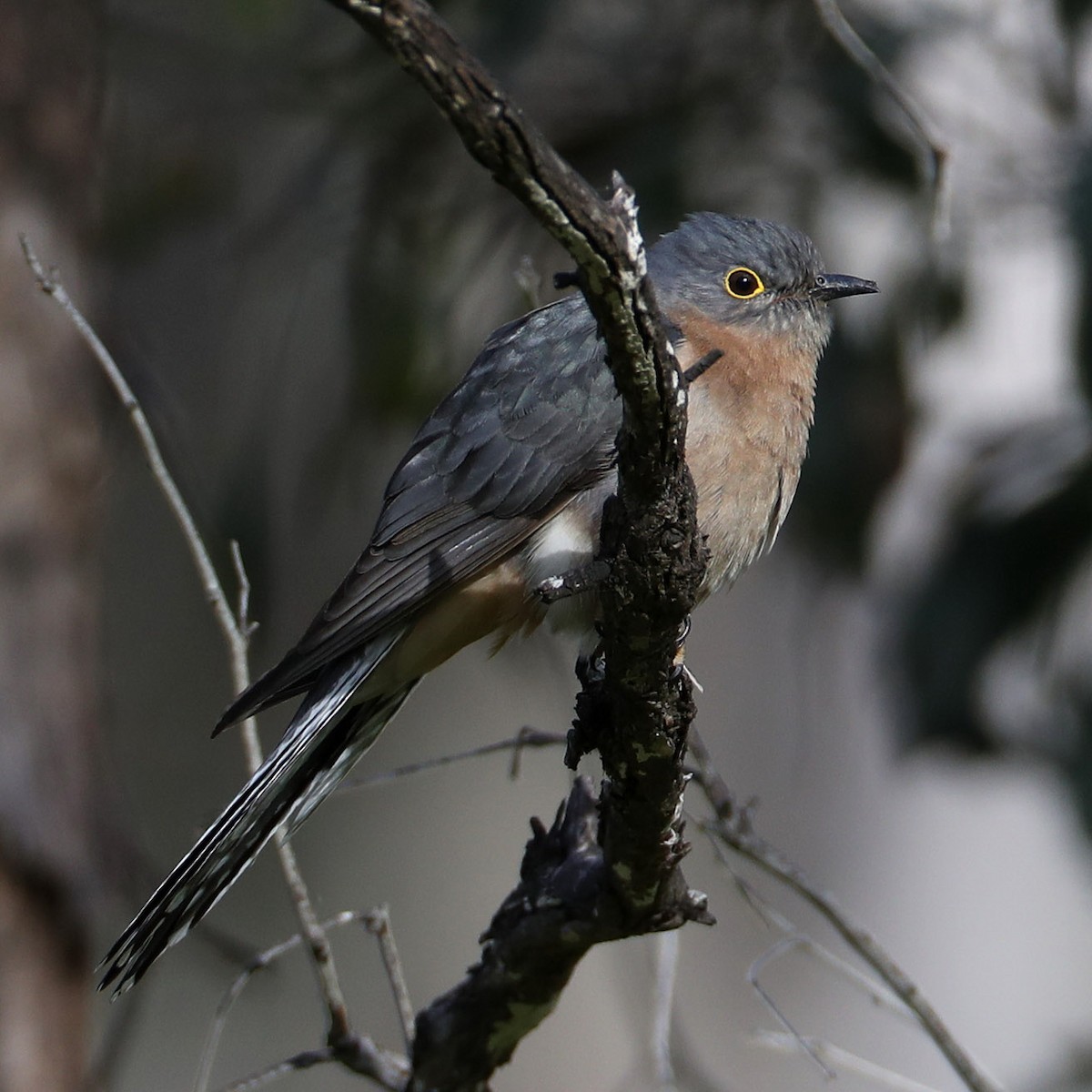 Fan-tailed Cuckoo - Hal and Kirsten Snyder