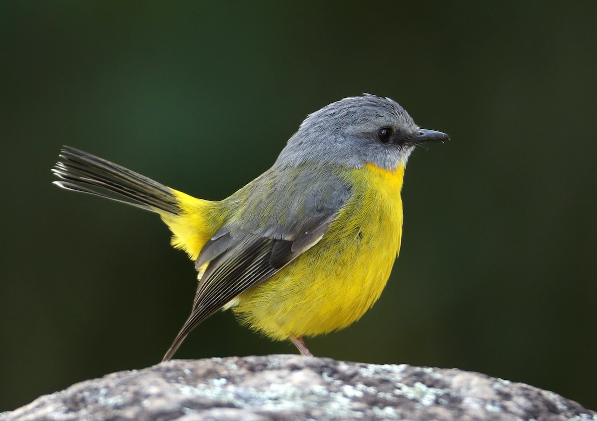 Eastern Yellow Robin - Hal and Kirsten Snyder
