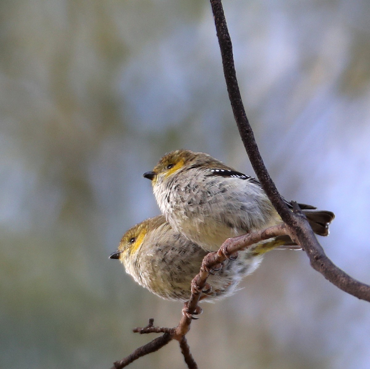 Forty-spotted Pardalote - Hal and Kirsten Snyder