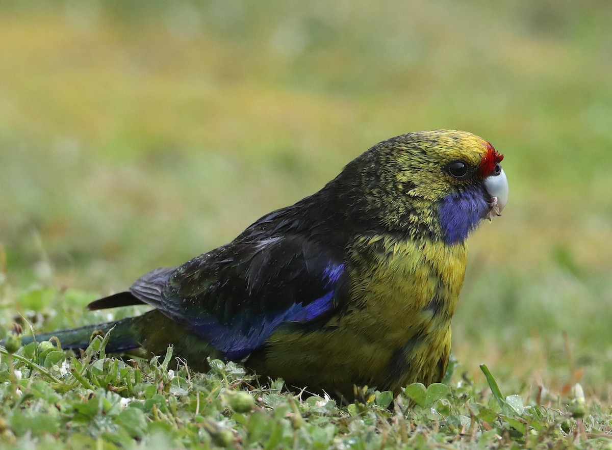 Green Rosella - Hal and Kirsten Snyder