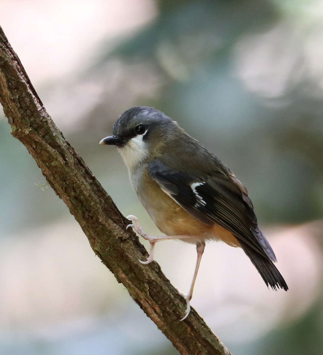 Gray-headed Robin - Hal and Kirsten Snyder