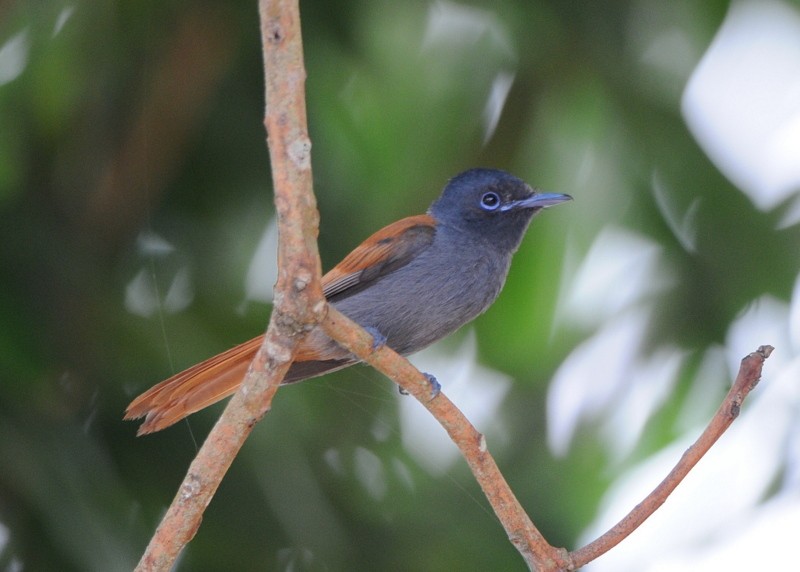 Rufous-vented Paradise-Flycatcher - ML204334681