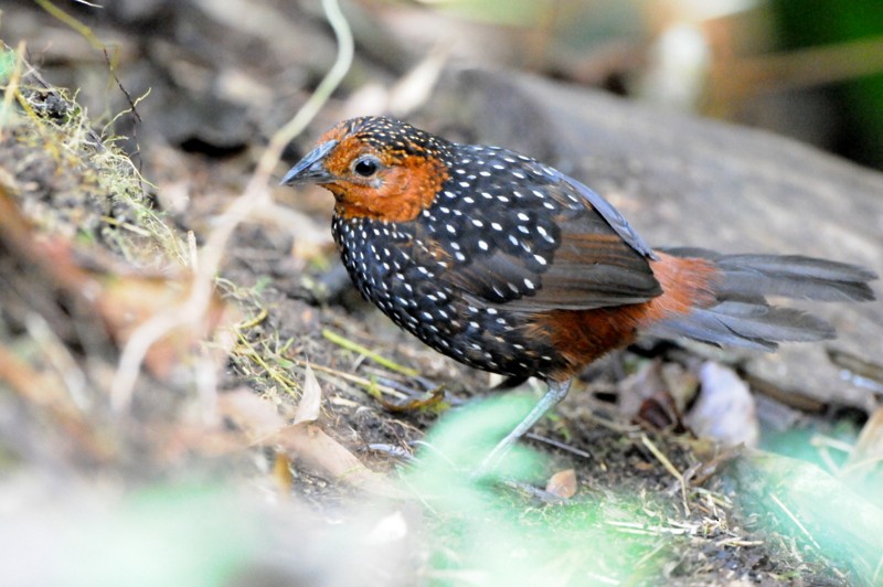 Ocellated Tapaculo - ML204334781