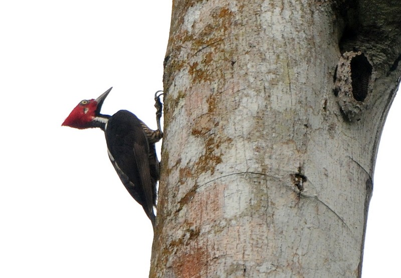 Guayaquil Woodpecker - ML204334851