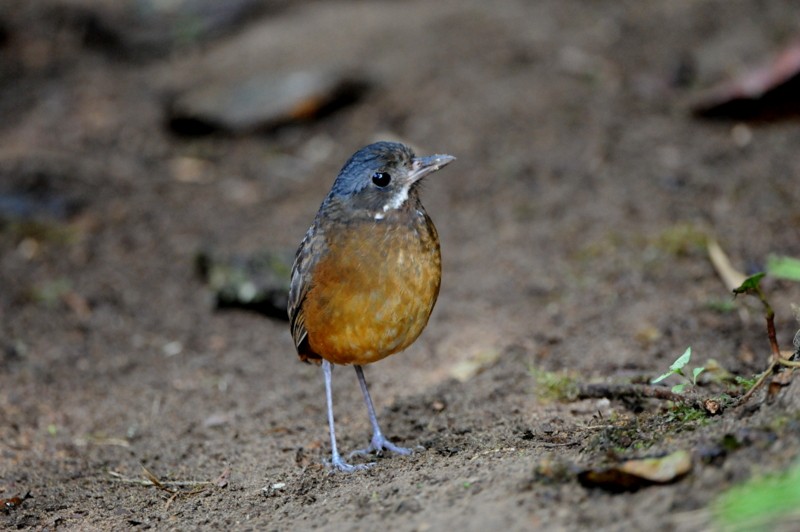Moustached Antpitta - ML204334971