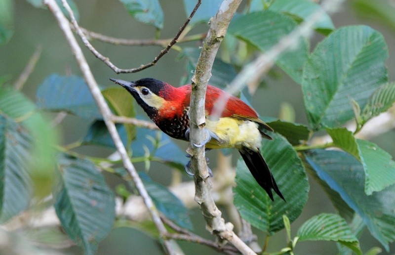 Crimson-mantled Woodpecker (Crimson-mantled) - ML204335121
