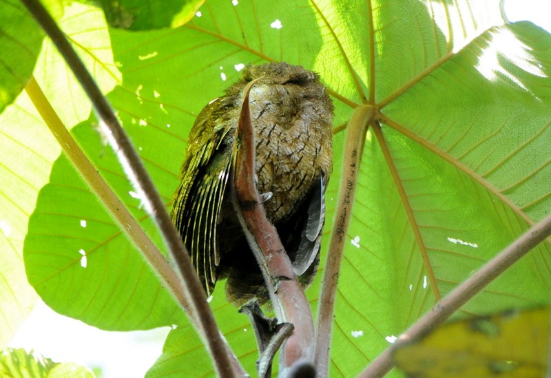 Rufescent Screech-Owl (Colombian) - Tadeusz Stawarczyk