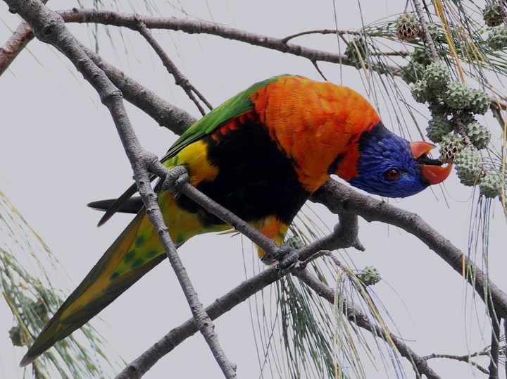 Red-collared Lorikeet - Hal and Kirsten Snyder