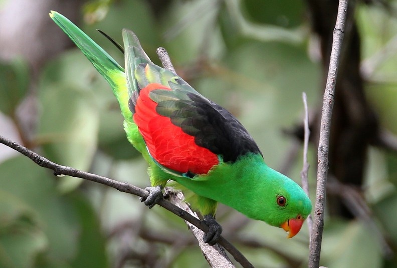 Red-winged Parrot - Hal and Kirsten Snyder