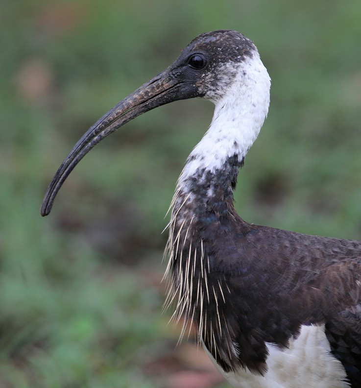 ibis slámokrký - ML204335371