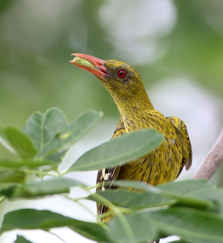 Green Oriole - Hal and Kirsten Snyder