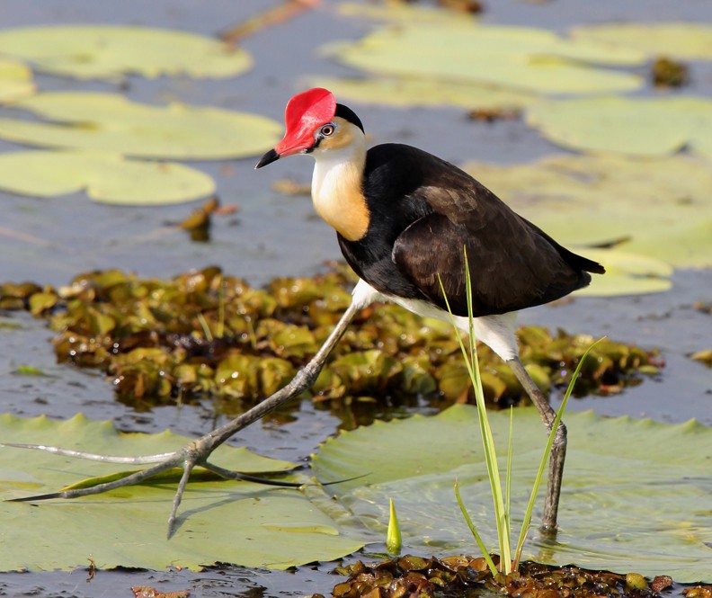 Comb-crested Jacana - Hal and Kirsten Snyder