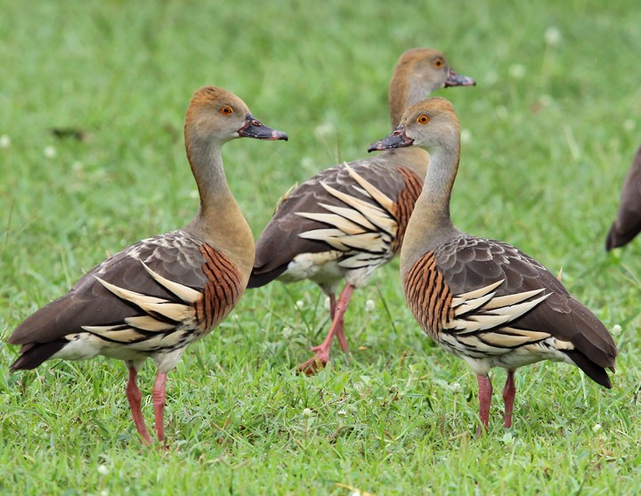 Plumed Whistling-Duck - Hal and Kirsten Snyder
