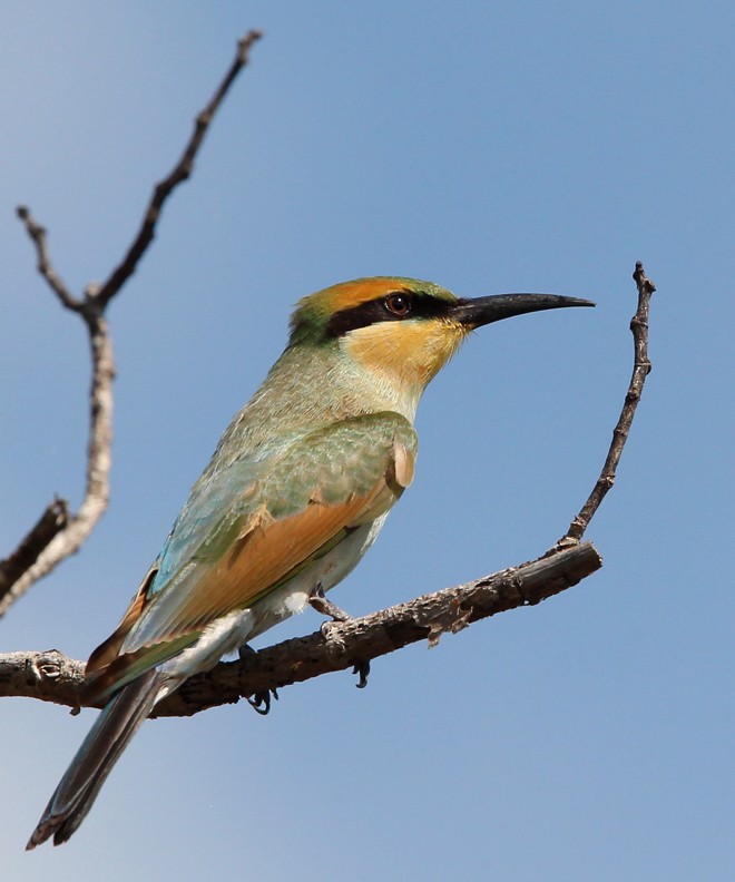 Rainbow Bee-eater - Hal and Kirsten Snyder
