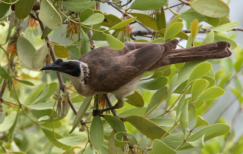 Silver-crowned Friarbird - ML204335551