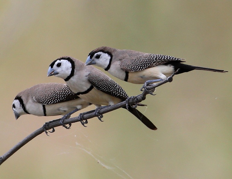 Double-barred Finch - Hal and Kirsten Snyder