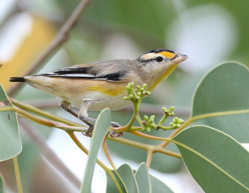Striated Pardalote - Hal and Kirsten Snyder