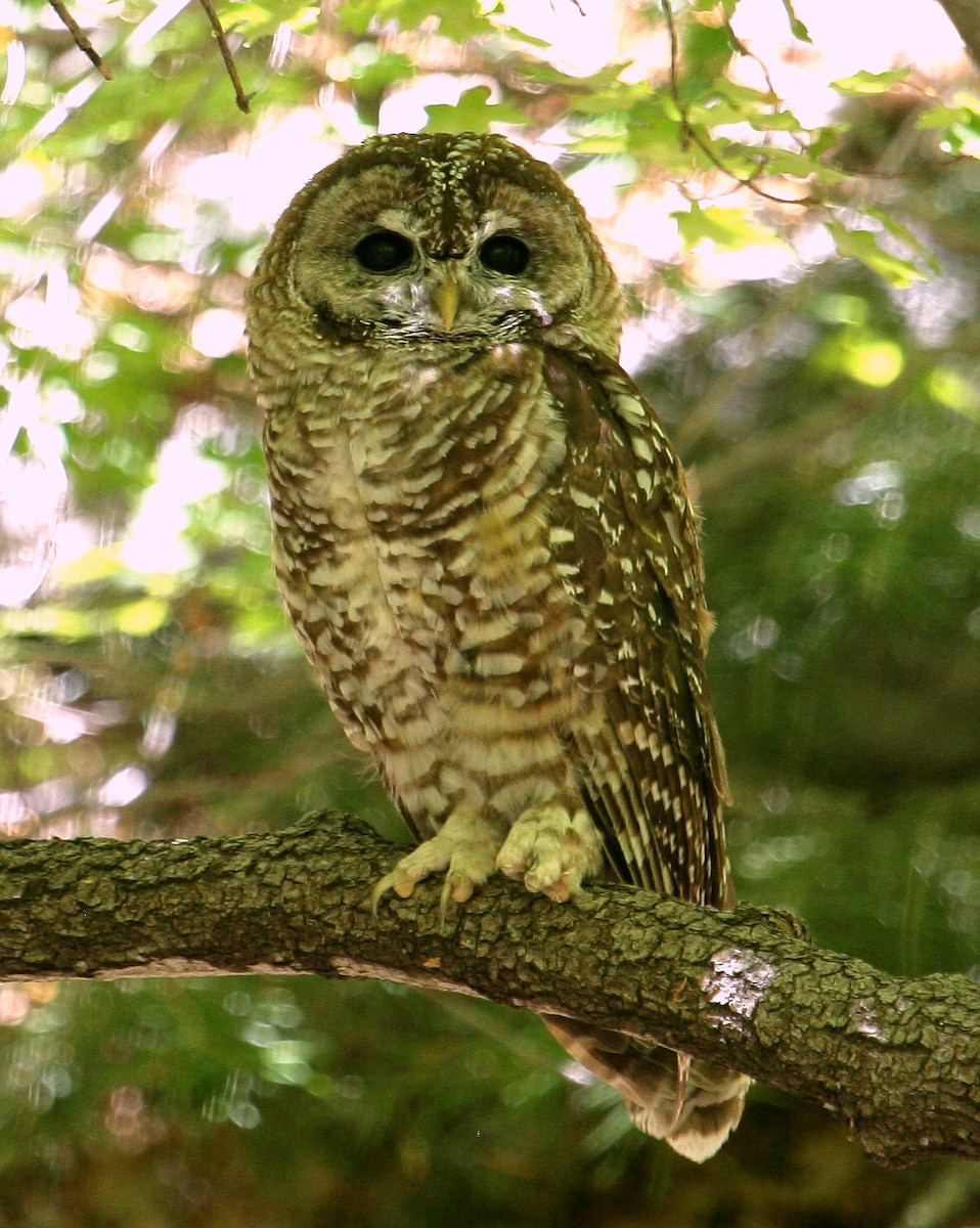 Spotted Owl - Hal and Kirsten Snyder