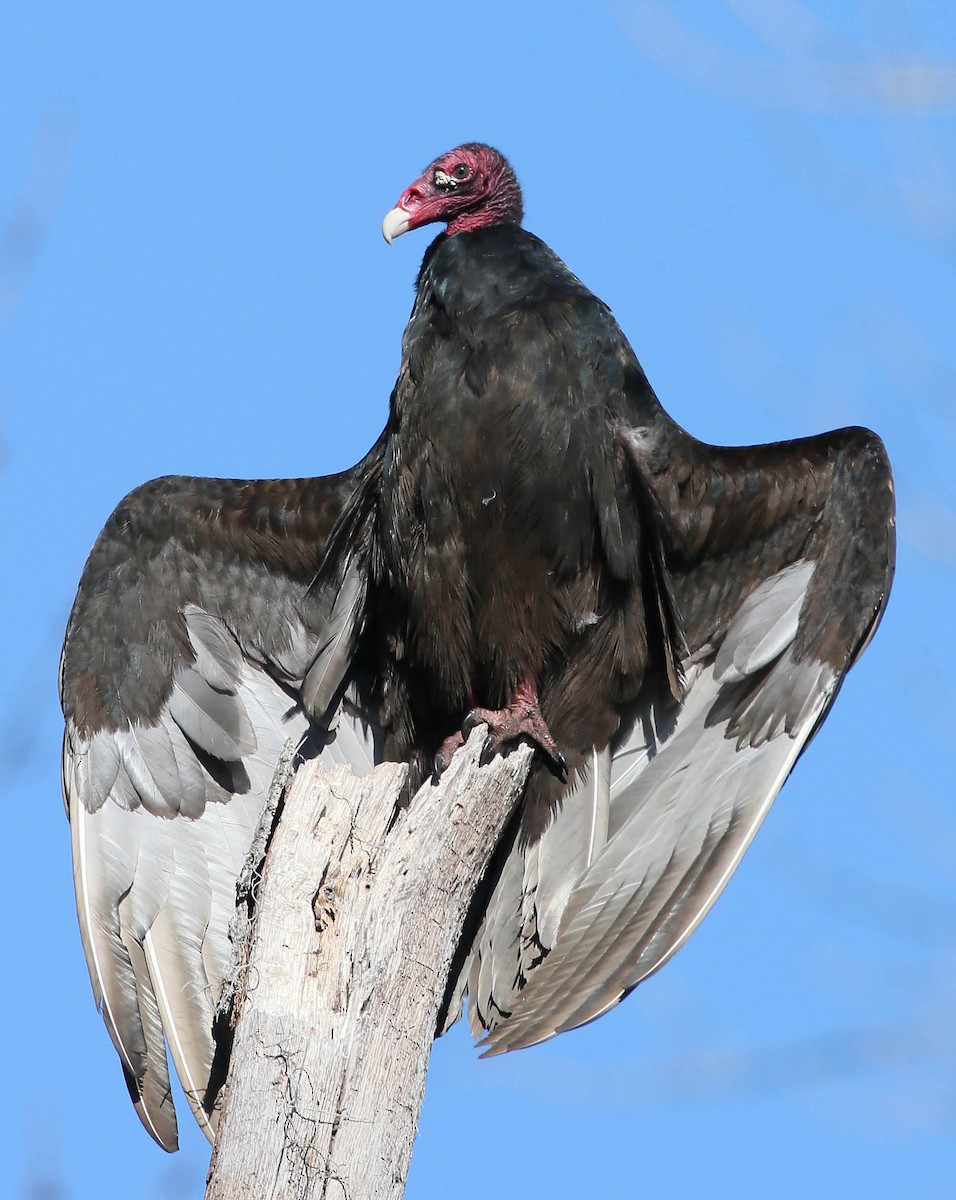 Turkey Vulture - ML204335711