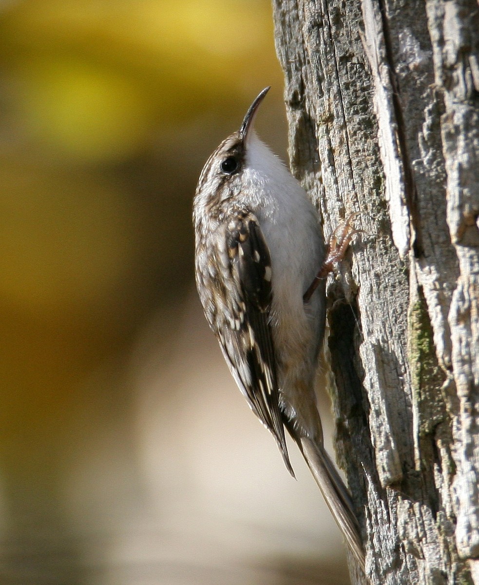 Brown Creeper - Hal and Kirsten Snyder
