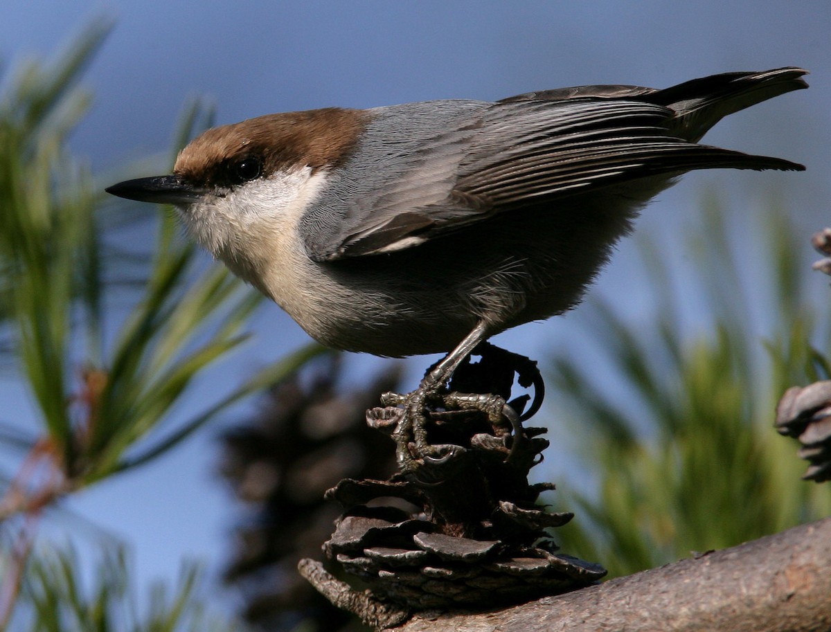 Brown-headed Nuthatch - Hal and Kirsten Snyder