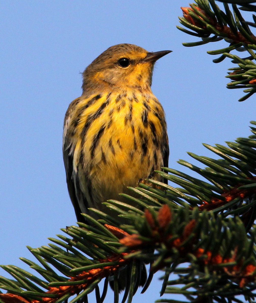 Cape May Warbler - Hal and Kirsten Snyder