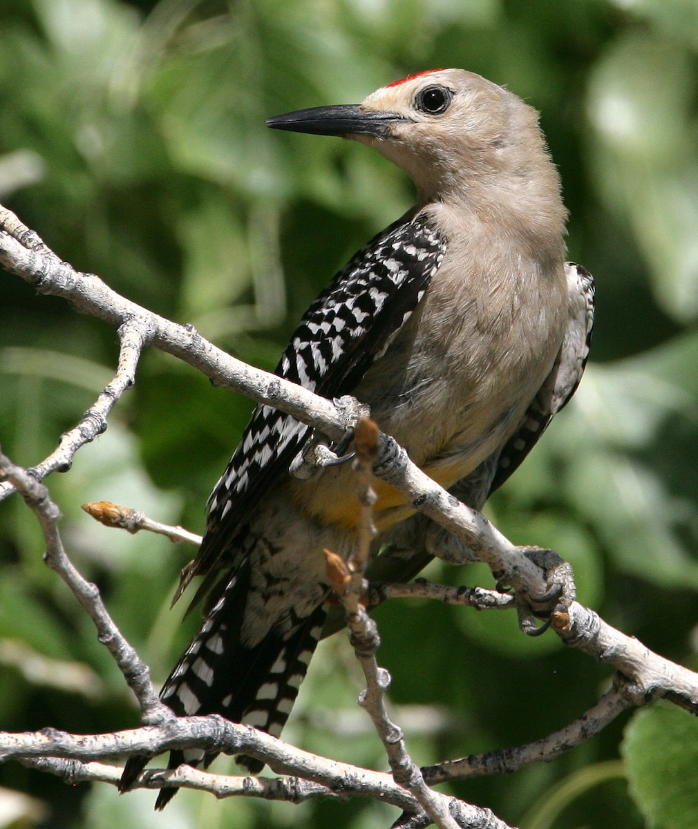 Gila Woodpecker - Hal and Kirsten Snyder