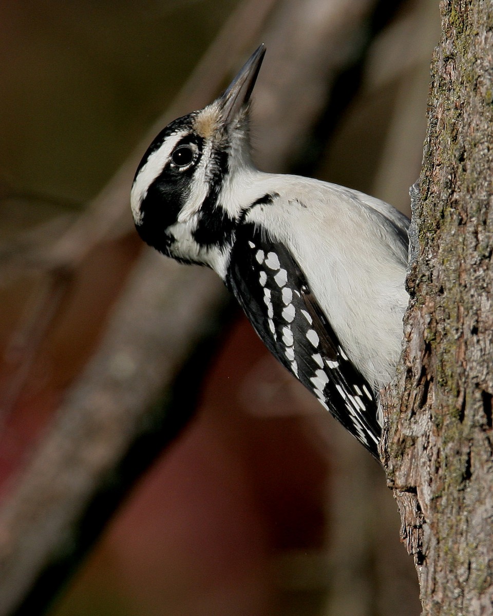 Hairy Woodpecker - Hal and Kirsten Snyder