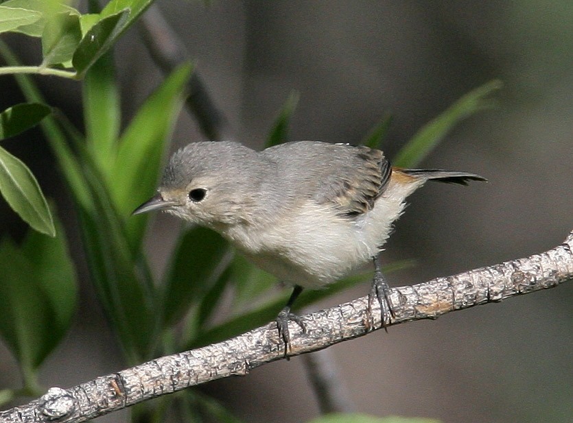 Lucy's Warbler - Hal and Kirsten Snyder