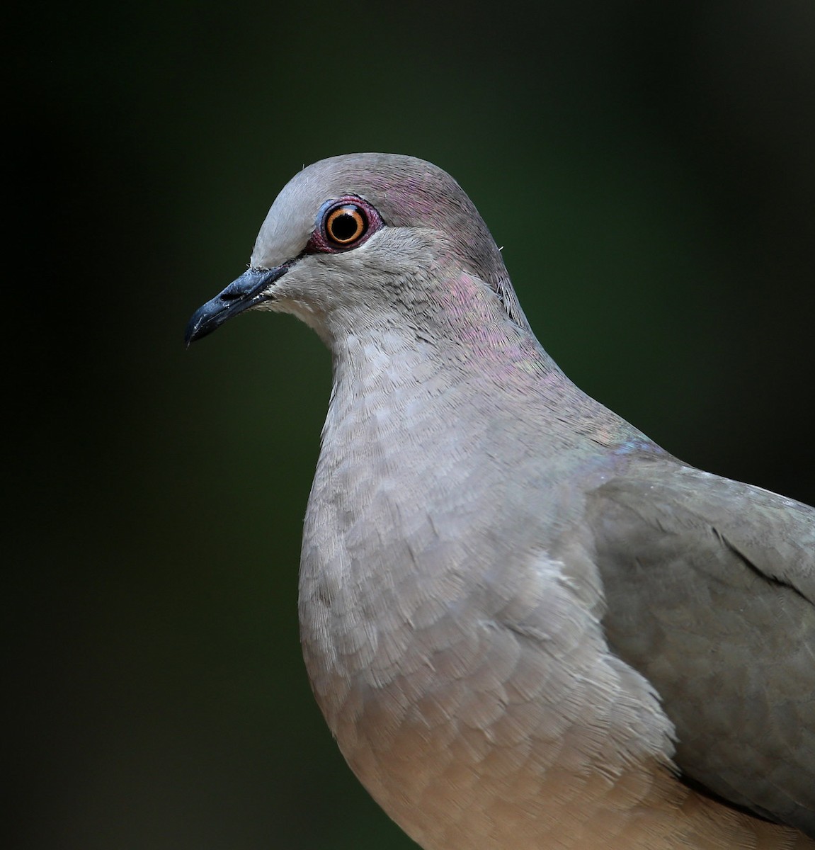 White-tipped Dove - Hal and Kirsten Snyder
