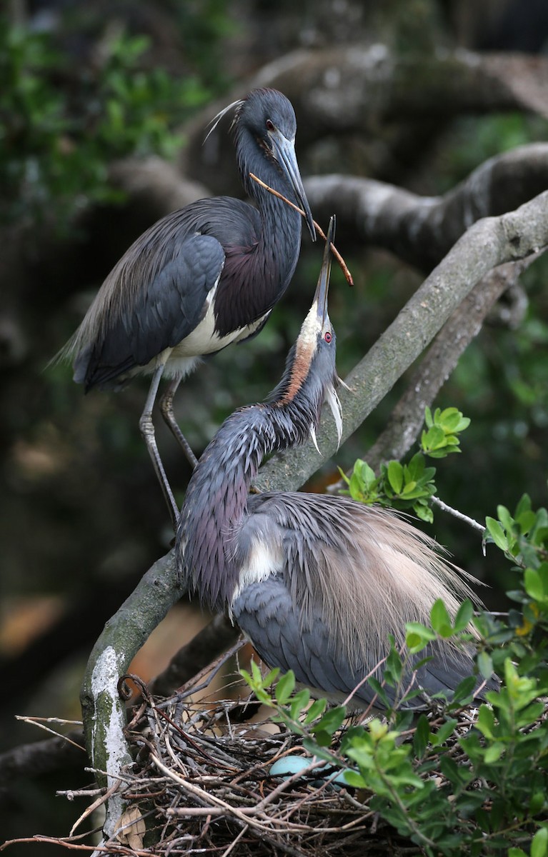 Tricolored Heron - Hal and Kirsten Snyder