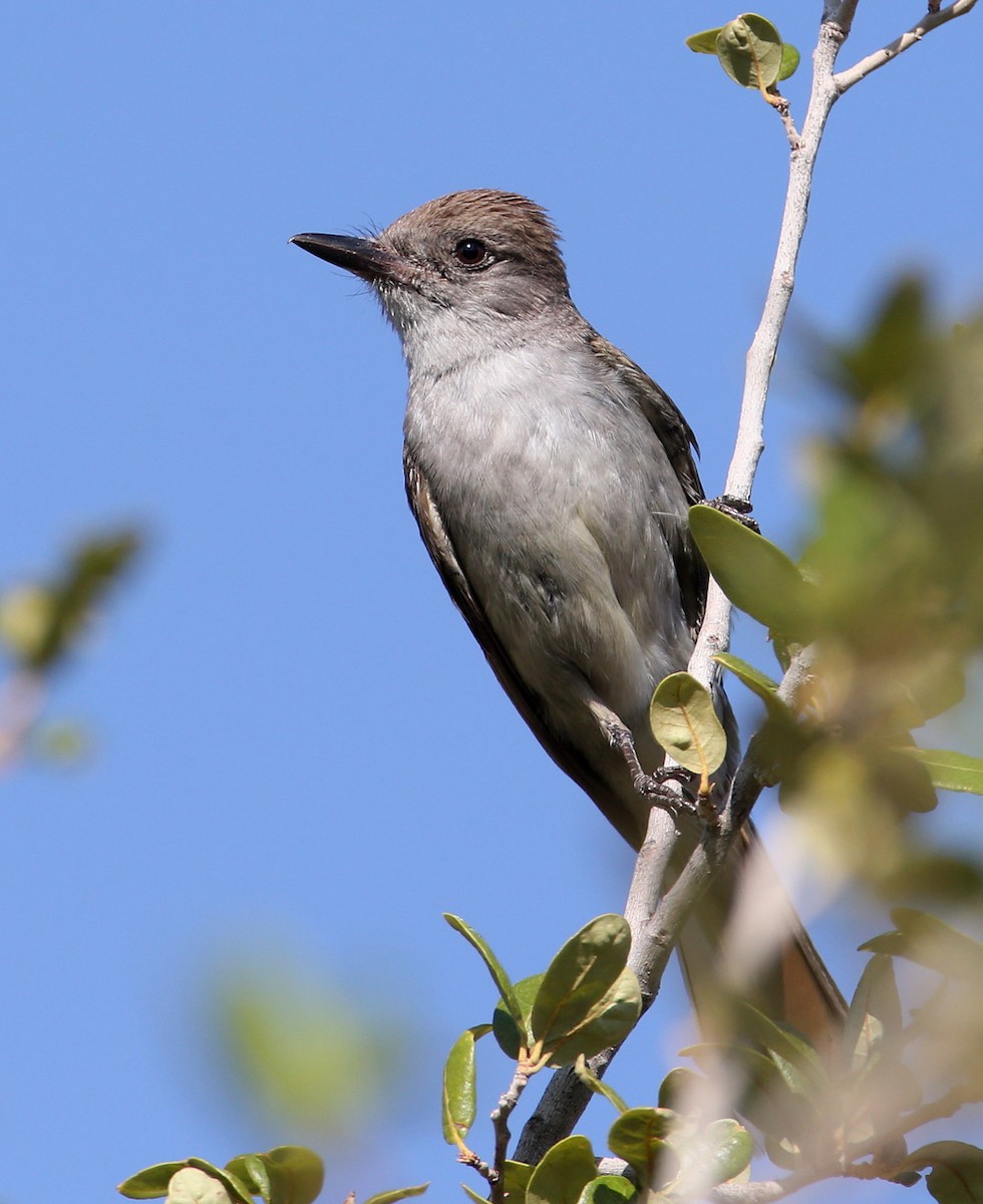 Ash-throated Flycatcher - Hal and Kirsten Snyder