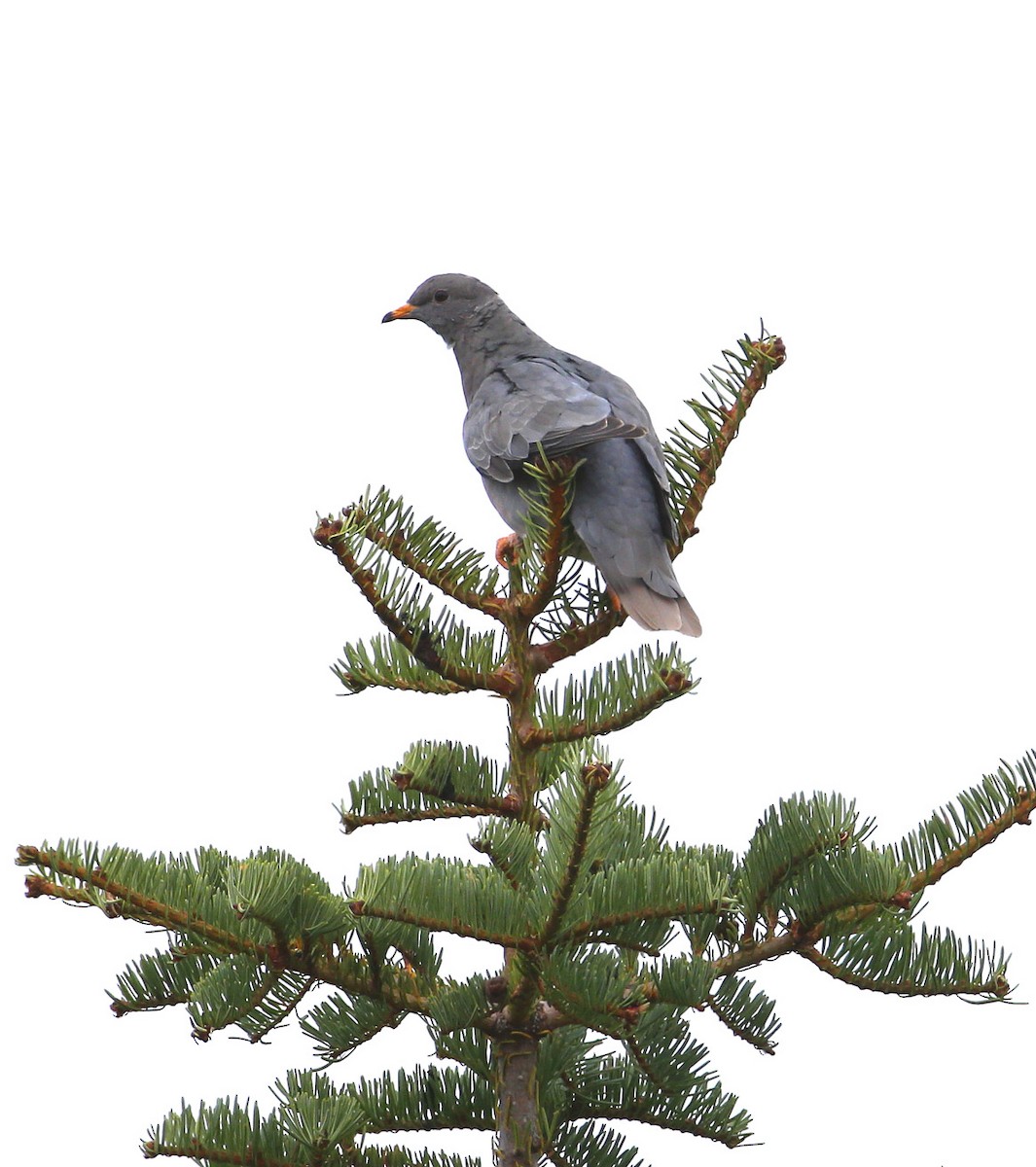 Pigeon à queue barrée (groupe fasciata) - ML204336501