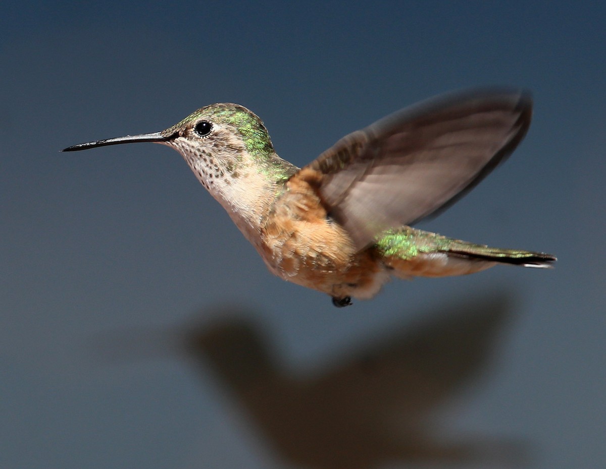 Broad-tailed Hummingbird - Hal and Kirsten Snyder