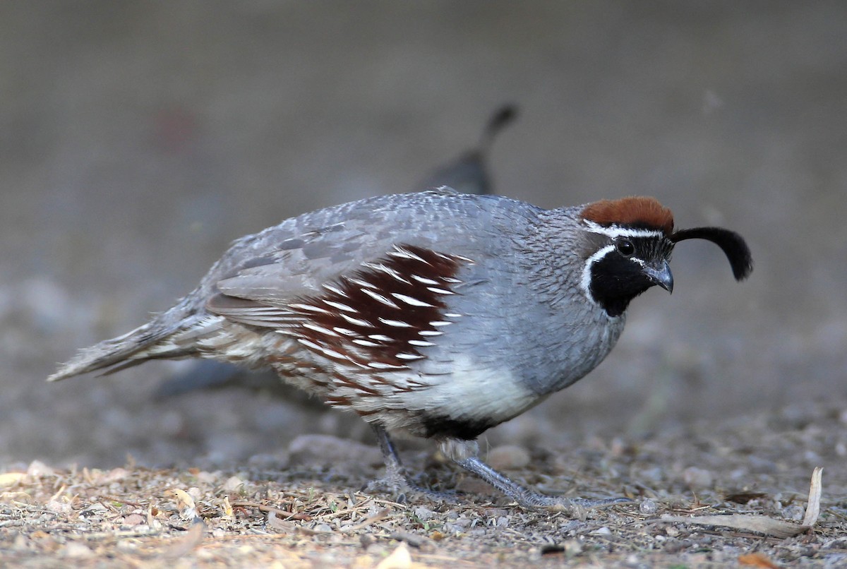 Gambel's Quail - Hal and Kirsten Snyder
