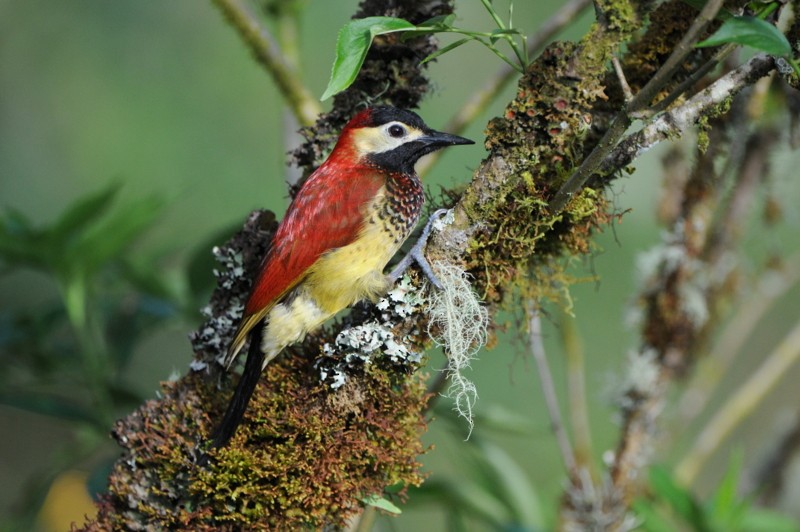 Crimson-mantled Woodpecker (Crimson-mantled) - Tadeusz Stawarczyk
